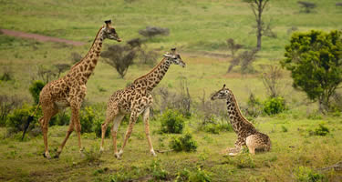 6 days serengeti