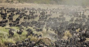Wildebeest-Migration